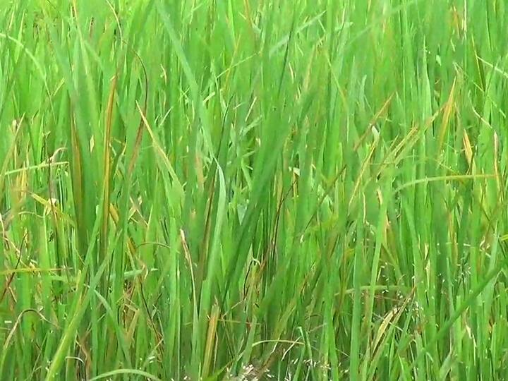 त्यामुळे भाताचं उत्पन्न मिळेल की नाही याची देखील भीती शेतकऱ्याना सतावत आहे.