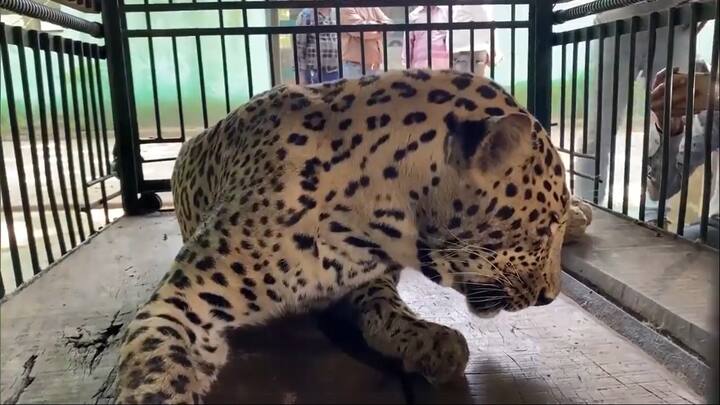 mp leopard suffering from neurological disorder leopard loses its memory find in dewas life know details ann MP News: अभी भी खतरे में है देवास में मिले तेंदुए की जान, शरीर में फैल चुका जहर, जानें क्या कहते हैं डॉक्टर?