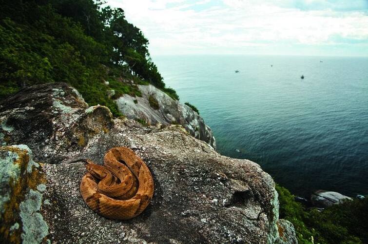 Snake Island The Scariest Place On Earth Kingdom of Snakes: ਮਿਲ ਗਿਆ ਸੱਪਾਂ ਦਾ ਸਾਮਰਾਜ, ਕੀ ਇੱਥੋਂ ਪੂਰੀ ਦੁਨੀਆ ਵਿੱਚ ਫੈਲੇ ਸੱਪ?