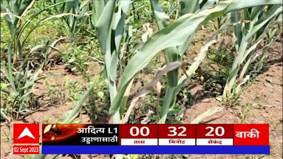 Nandurbar Electricity Issue : विद्युत पुरवठा नसल्यानं पिकं जळाली, नंदुरबारमध्ये भीषण अवस्था