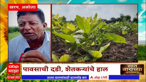 Saat Barachya Batmya 712 : कापूस-सोयाबीनची पीकं कोमेजली, पावसाची दडी, शेतकऱ्यांचे हाल Akola