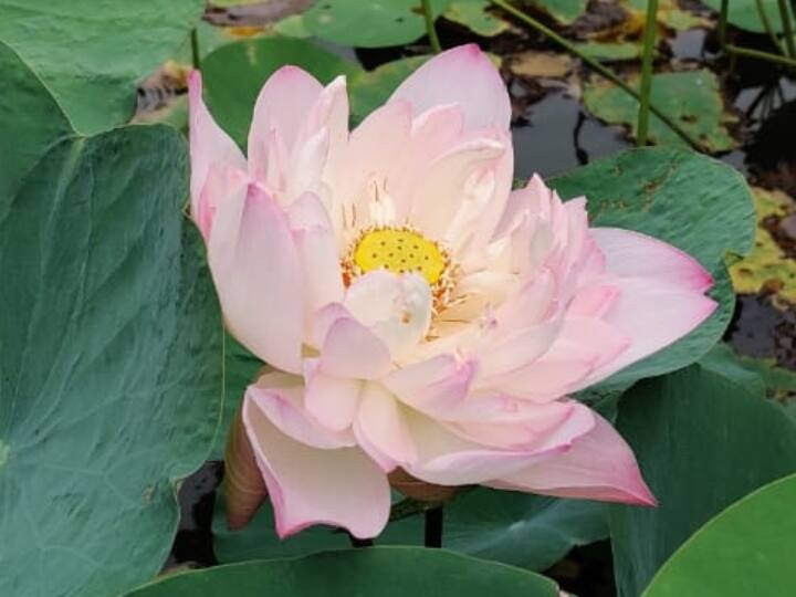 Kannauj Lotus Fragrance Spread Scientists Prepared perfume from petals roots and seeds ANN  Kannauj News: अब दुनियाभर में फैलेगी कमल की परफ्यूम की खुशबू, कन्नौज में वैज्ञानिकों ने तैयार किया इत्र