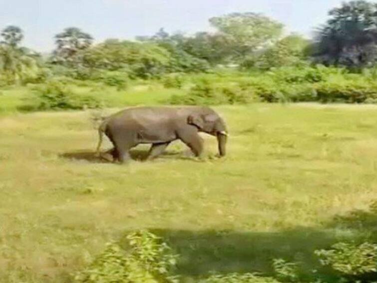 Elephant Attack Another elephant in Chittoor district enters into Mogalivaripalli and Tekumanda villagers are afraid of the elephant Chittoor Elephant Attack: చిత్తూరు జిల్లాలో మరో ఒంటరి ఏనుగు బీభత్సం-వణికపోతున్న గ్రామస్తులు