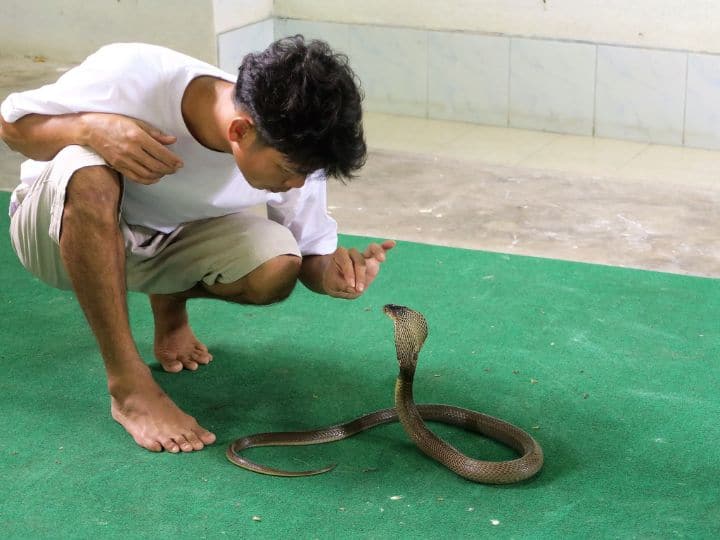 cobra village Like you keep a dog and a cat people in this village of India keep cobras जैसे आप कुत्ता और बिल्ली पालते हैं...भारत के इस गांव में लोग कोबरा पालते हैं