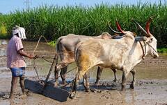 Agri Machinery: ખેડૂતો માટે ખૂબ કામના છે આ 5 કૃષિ ઉપકરણો, ખેતી સરળ બનવાની સાથે થસે પૈસા, સમય, મહેનતનો બચાવ