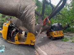 ట్రాఫిక్‌లో ఆగిన ఆటోపై పడిన చెట్టు, డ్రైవర్ మృతితో విషాదం