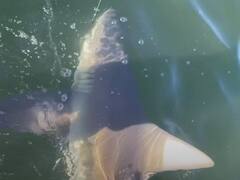 पकड़ने गए थे मछली फंस गई 8 फिट लंबी शार्क,  फिर जो हुआ उसे देख छूट जाएंगे आपके भी पसीने