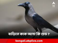 Vastu Tips: রোজ সকালে বাড়িতে কাকের আনাগোনা কিসের ইঙ্গিত? দেখে নিন কি বলছে শাস্ত্র?