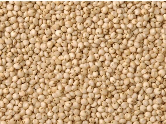 धान्याचे दर वाढले, सासवड बाजार समितीत ज्वारीला 5301 रुपये दर