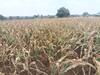 Photo : पावसाअभावी मका पीक करपू लागले, मराठवाड्यात भयंकर परिस्थिती