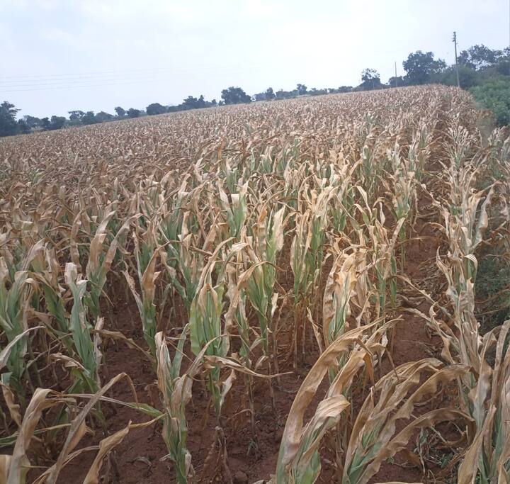 विशेष म्हणजे शेकडो एकरमध्ये अशीच परिस्थिती आहे. मोठा खर्च करून पीक जगवली, डोक्यापर्यंत वाढवली. पण आता त्याला फळ लागण्याची वेळ आल्यावर पिकं डोळ्यासमोर जळून जात असल्याने शेतकऱ्यांच्या डोळ्यात पाणी येत आहे.