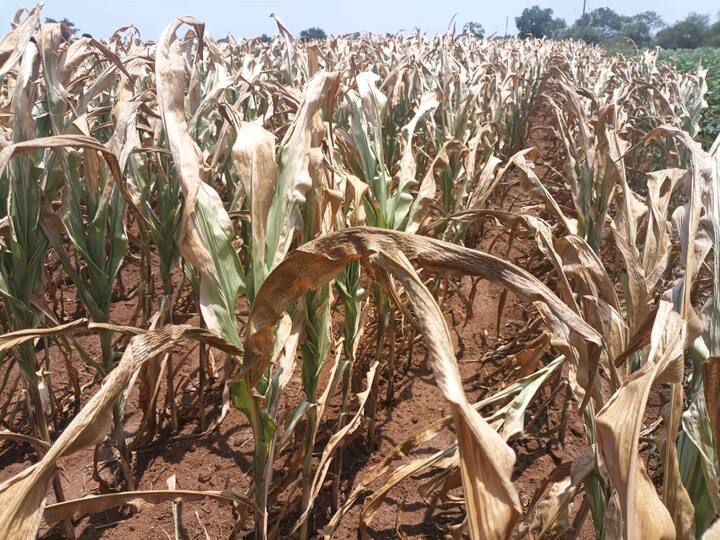 वैजापूरच्या लोणी खुर्द भागात मोठ्या प्रमाणात मक्याच्या पिकांची लागवड करण्यात आली आहे. मात्र, पावसाने दडी मारल्याने मका पीक अक्षरशः करपून गेली आहे.