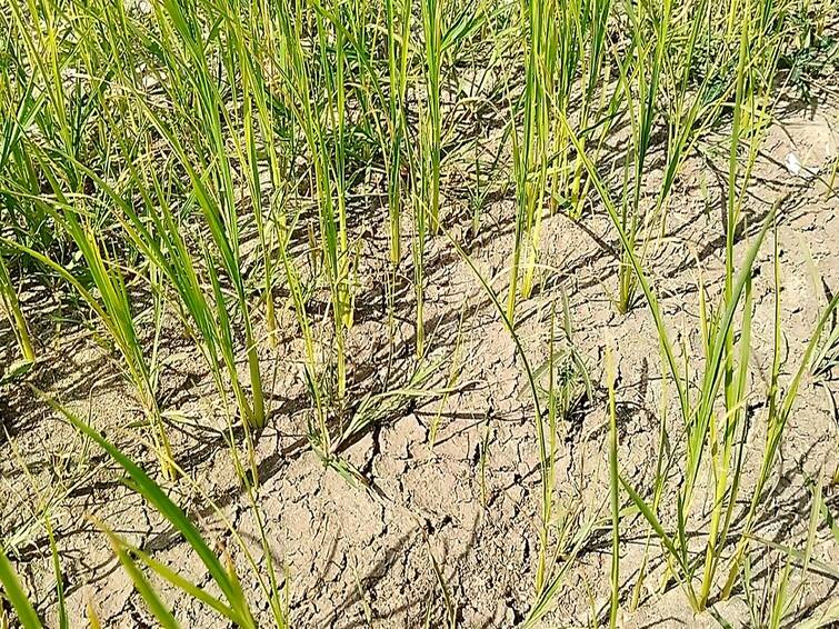 thiruvarur river water problem paddy damage farmers struggling for agri கடைமடைக்கு வராத காவிரி.. கருகும் நிலையில் பயிர்கள்.. குடம் தண்ணீரை தெளிக்கும் விவசாயிகள்..!