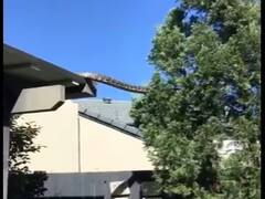 Viral Video: ਘਰ ਦੇ ਉੱਪਰੋਂ ਨਿਕਲਿਆ 16 ਫੁੱਟ ਲੰਬਾ ਅਜਗਰ, ਵੀਡੀਓ ਦੇਖ ਕੇ ਲੋਕਾਂ ਨੇ ਕਿਹਾ ਇਹ ਤਾਂ ਐਨਾਕਾਂਡਾ ਲੱਗਦਾ