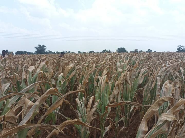 पावसानं ओढ दिल्याने काही दिवसांपूर्वी हिरवीगार दिसणारी पिकं आता अक्षरशः करपू लागली आहेत. औरंगाबाद (Aurangabad) जिल्ह्यात देखील अशीच काही परिस्थिती पाहायला मिळत आहे.