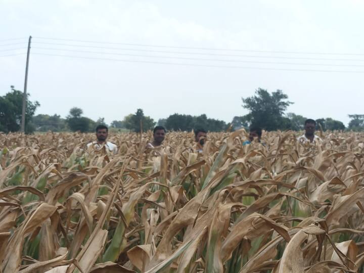 स्वप्न डोळ्यादेखत खाक होताना त्याला पहावणार नाही, त्यामुळे आता शेतात येण्याचंच बंद करणार असल्याचं म्हणत शेतकऱ्यांनी आपली व्यथा मांडली आहे.