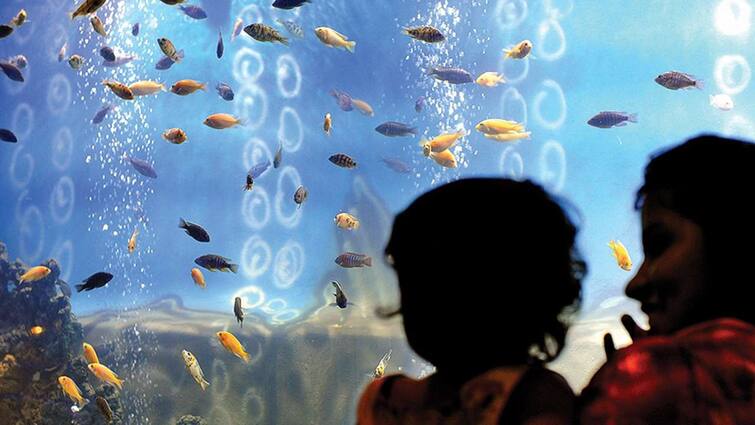 Inauguration of fish aquarium in Sindhudurg on September 11, an attempt to promote tourism in Konkan Sindhudurg news Sindhudurg : 11 सप्टेंबरला सिंधुदुर्गातील फिश एक्वेरियमचं उद्घाटन, कोकणातील पर्यटनाला चालना देण्याचा प्रयत्न