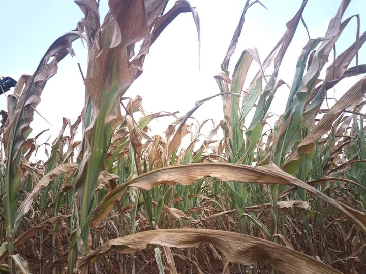 त्यामुळे मुळापासून तर वरच्या शेंड्यापर्यंत मकाचे झाडं वाळून गेली आहे. झाडाला हात लावल्यावर त्याचा चुरा होताना दिसत आहे.