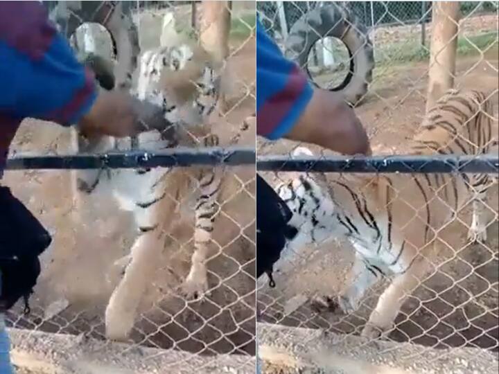 Tiger Attack Man And Cut Off His Whole Hand Watch Viral Video बाघ को पालतू जानवर समझ रहा था शख्स, सहलाने लगा गला...गुस्साए टाइगर ने सिखा दिया 'खौफनाक' सबक, देखें VIDEO