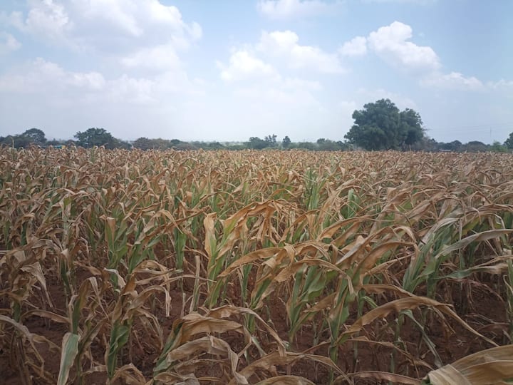 वैजापूर तालुक्यातील शेकडो नव्हे तर हजारो एकरवरील पिकांची राख रांगोळी झाली आहे. पाऊस पडला नाही तर पुढच्या आठ दिवसात शेतकरी शेतातही जाणार नाही अशी परिस्थिती आहे.