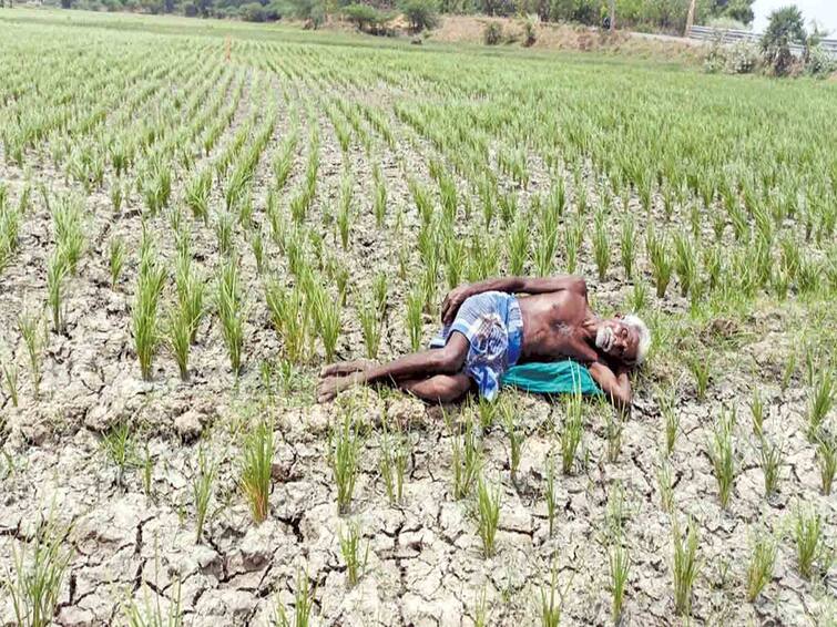 Cauvery Delta farmers have requested the TN govt to urge the Karnataka government to release additional water to save the kuruvai crop TNN தண்ணீரின்றி கருகும் வயலில் வேதனையுடன் விவசாயி - கர்நாடகாவிடம் இருந்து கூடுதல் தண்ணீர் பெற வலியுறுத்தல்
