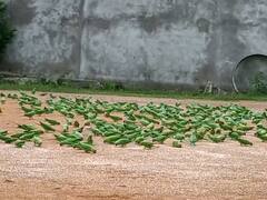 Gondia News:  गोंदिया जिल्ह्यातील आमगाव येथे भरते पोपटांची शाळा, हजारो पक्ष्यांसाठी उपाध्याय बनले अन्नदाता