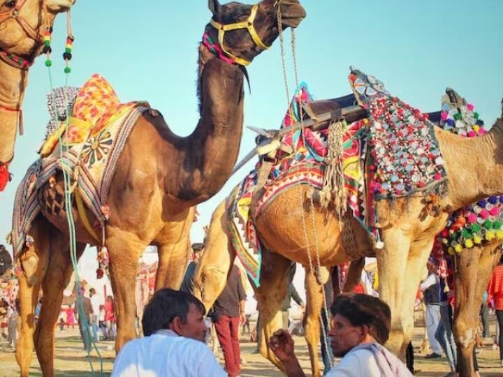 Rajasthan Assembly Election 2023 Ashok Gehlot government engaged in economically empowering camel herders ann Rajasthan News: चुनाव आया तो 'रेगिस्तान के जहाज' की आई याद, ऊंटपालकों को आर्थिक रूप से मजबूत करने पर मंथन