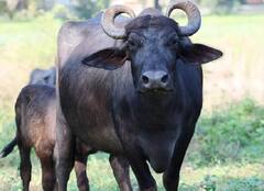 Buffalo Farming: સૌથી વધુ દૂધ આપે છે આ ભેંસો, જાણો ગુજરાતની કેટલી છે લિસ્ટમાં