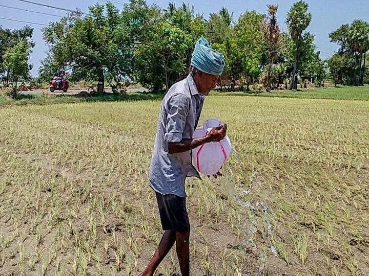 தண்ணீரின்றி கருகும் வயலில் வேதனையுடன் விவசாயி - கர்நாடகாவிடம் இருந்து கூடுதல் தண்ணீர் பெற வலியுறுத்தல்