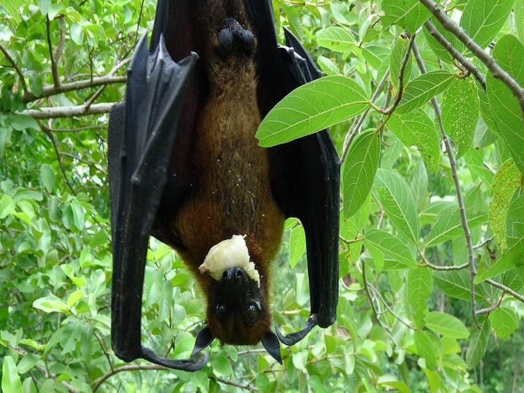 Tanjavur Palace Campus Government Women's High School Campus Urge to protect Paladinni bats living in trees TNN தஞ்சையில் பள்ளி மரங்களில் வசிக்கும் பழந்தின்னி வௌவால்களை பாதுகாக்க வலியுறுத்தல்