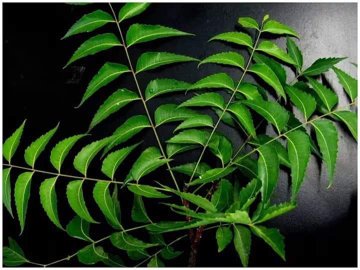 the numerous health advantages of neem leaves marathi news Health Tips : चवीला कडू पण फायदे अनेक...जाणून घ्या कडुलिंबाचा वापर कसा करावा?