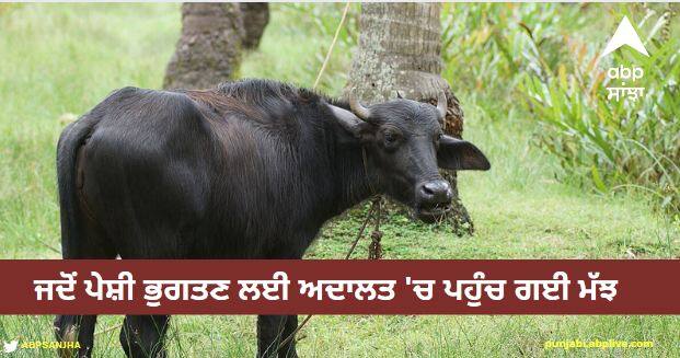 When the buffalo reached the court to appear, the interesting episode will surprise Viral News: ਜਦੋਂ ਪੇਸ਼ੀ ਭੁਗਤਣ ਲਈ ਅਦਾਲਤ 'ਚ ਪਹੁੰਚ ਗਈ ਮੱਝ, ਦਿਲਚਸਪ ਕਿੱਸਾ ਕਰ ਦੇਵੇਗਾ ਹੈਰਾਨ