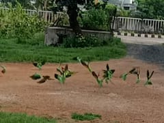 Gondia News:  गोंदिया जिल्ह्यातील आमगाव येथे भरते पोपटांची शाळा, हजारो पक्ष्यांसाठी उपाध्याय बनले अन्नदाता