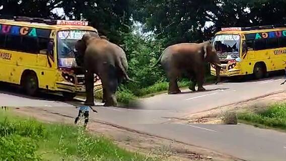 Elephant hulchul in Parvathipuram manyam District : మన్యం జిల్లాలో ఒంటరి ఏనుగు హల్ చల్ | ABP Desam