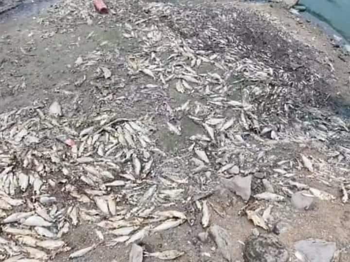 அமராவதி ஆற்று தடுப்பணையில் செத்து கிடக்கும் மீன்கள்; கடும் துர்நாற்றத்தால் மக்கள் அவதி Amaravati river barrage Dead fish People suffer from bad smell TNN அமராவதி ஆற்று தடுப்பணையில் செத்து கிடக்கும் மீன்கள்; கடும் துர்நாற்றத்தால் மக்கள் அவதி