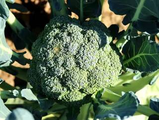 Broccoli Farming: ਬਰੋਕਲੀ ਦੀ ਖੇਤੀ ਨਾਲ ਕਿਸਾਨਾਂ ਨੂੰ ਮਿਲੇਗਾ ਮੁਨਾਫਾ, ਇੰਨੇ ਦਿਨਾਂ 'ਚ ਹੋ ਜਾਵੇਗੀ ਤਿਆਰ