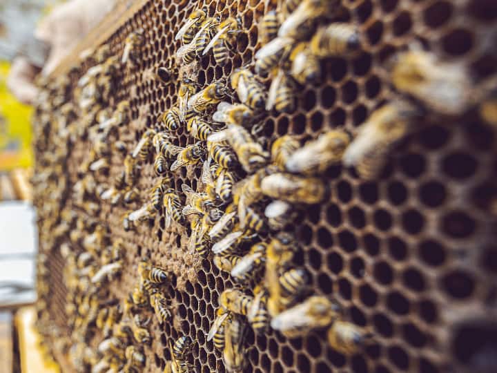 Honey Bee Farming farmers can become rich by beekeeping Honey Bee Farming: बंपर मुनाफे के लिए करें मधुमक्खी पालन, महीने में ही होगा लाखों का फायदा