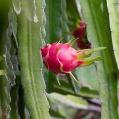 Dragon fruit farming: ਡਰੈਗਨ ਫਰੂਟ ਦੀ ਖੇਤੀ ਸਭ ਤੋਂ ਲਾਹੇਵੰਦ, ਇੱਕ ਏਕੜ 'ਚੋਂ ਕਿਸਾਨ ਕਮਾ ਸਕਦੇ 10 ਲੱਖ ਤੋਂ ਵੱਧ