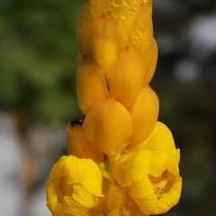 Pitambar leaves: ਕੈਂਸਰ ਨੂੰ ਜੜ੍ਹ ਤੋਂ ਖ਼ਤਮ ਕਰਨ ਵਾਲਾ ਗੁਣਕਾਰੀ ਪੌਦਾ, ਡਾਇਬੀਟੀਜ਼ ਨੂੰ ਵੀ ਰੱਖਦੇ ਕੰਟ੍ਰੋਲ 'ਚ