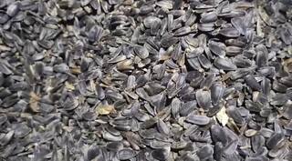 Bhandara News: सूर्यफुलाचं उत्पादन घेतलं पण दर मिळत नसल्यानं उत्पादन घरात पडून, बळीराजाच्या डोळ्यात अश्रू