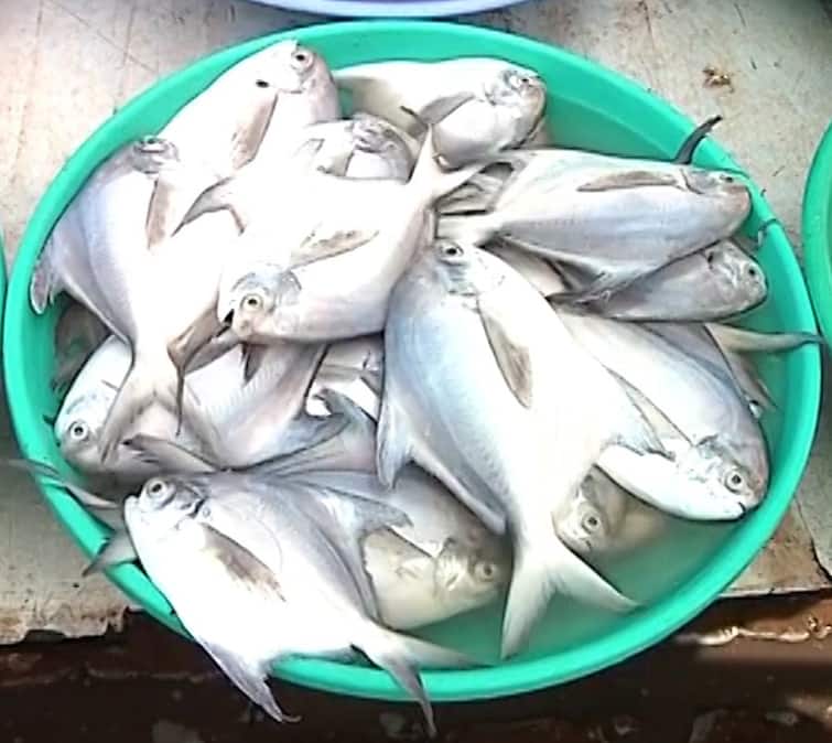 Ratnagiri News Silver Pomfret got the status of a state fish Marathi news Silver Pomfret : पापलेटला राज्य मासा म्हणून दर्जा, सिल्वर पॉम्फ्रेटच्या संवर्धनाला चालना मिळण्याची आशा