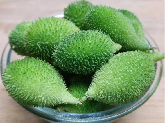 कंटोला: सेहत का खजाना है ये हरी सब्जी, सिर्फ मानसून में मिलती है