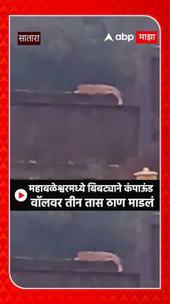 Mahabaleshwar Leopard : तीन तास ठाण मांडलं, महाबळेश्वरमध्ये कंपाऊंड वॉलवर दिसला बिबट्या ABP Majha