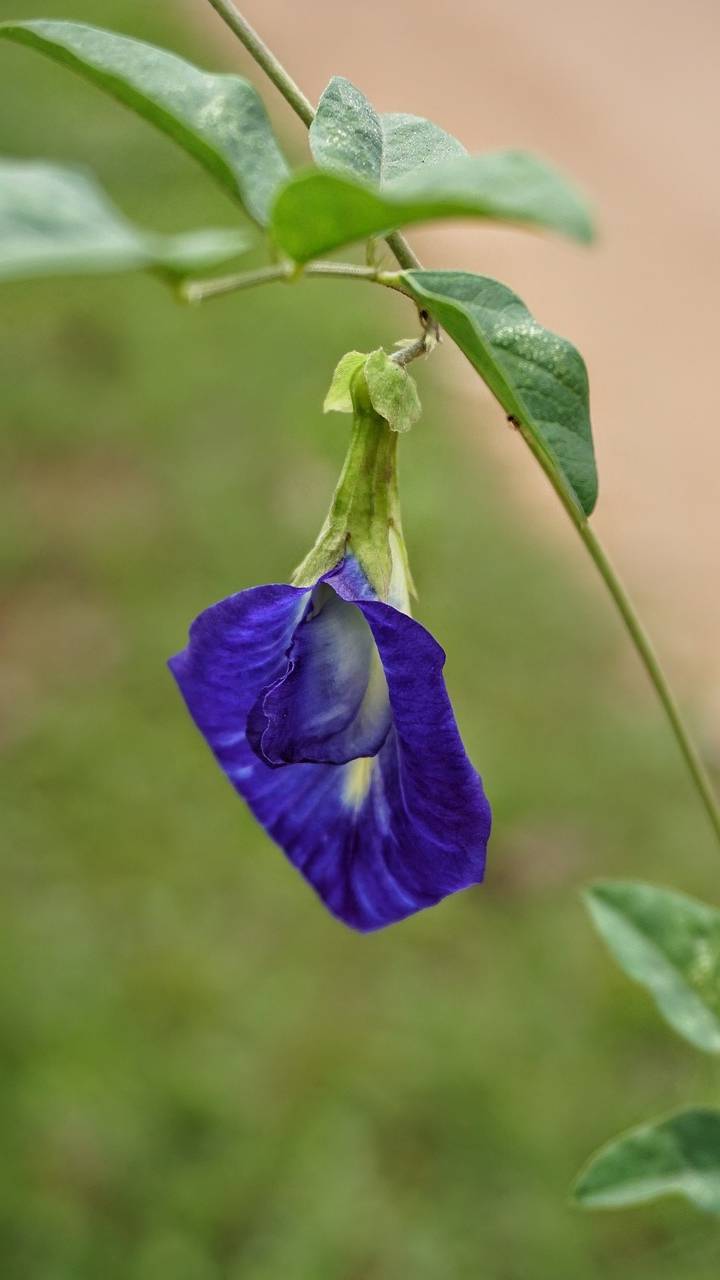 சங்குப்பூ இலைகள் குடல் புழுக்களை கொல்ல உதவும்