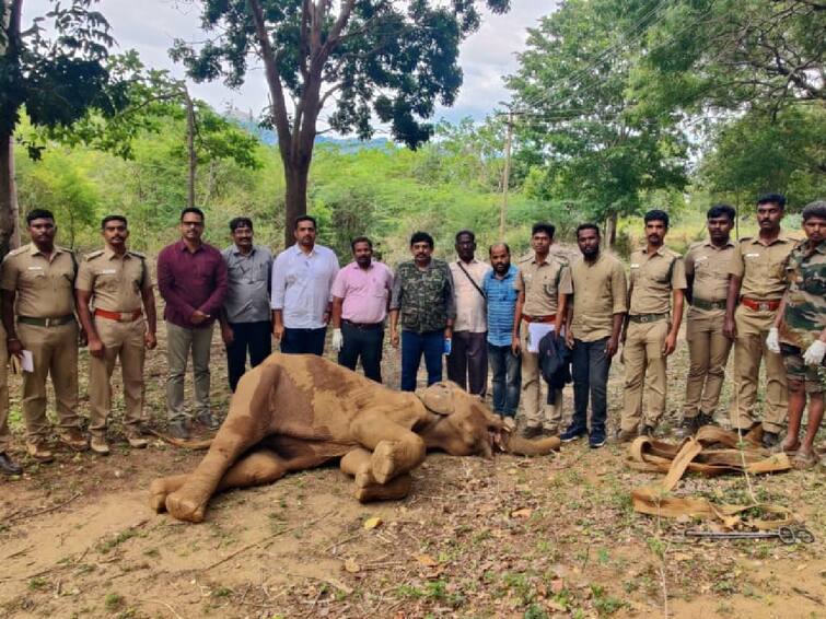 Female wild elephant dies due to country explosion in Coimbatore TNN காட்டு யானைகளுக்கு எமனாகும் அவுட்டுக்காய் என்ற நாட்டு வெடி; கோவையில் பெண் காட்டு யானை உயிரிழப்பு
