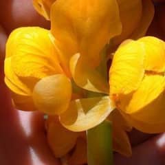 Pitambar leaves: ਕੈਂਸਰ ਨੂੰ ਜੜ੍ਹ ਤੋਂ ਖ਼ਤਮ ਕਰਨ ਵਾਲਾ ਗੁਣਕਾਰੀ ਪੌਦਾ, ਡਾਇਬੀਟੀਜ਼ ਨੂੰ ਵੀ ਰੱਖਦੇ ਕੰਟ੍ਰੋਲ 'ਚ