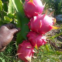 Dragon fruit farming: ਡਰੈਗਨ ਫਰੂਟ ਦੀ ਖੇਤੀ ਸਭ ਤੋਂ ਲਾਹੇਵੰਦ, ਇੱਕ ਏਕੜ 'ਚੋਂ ਕਿਸਾਨ ਕਮਾ ਸਕਦੇ 10 ਲੱਖ ਤੋਂ ਵੱਧ