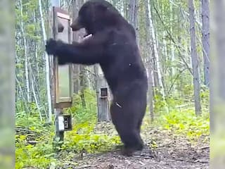 पहली बार शीशे में खुद को देखा...तो डर के मारे पंचर हो गई भालू की हालत, ये VIDEO देखकर आ जाएगी हंसी