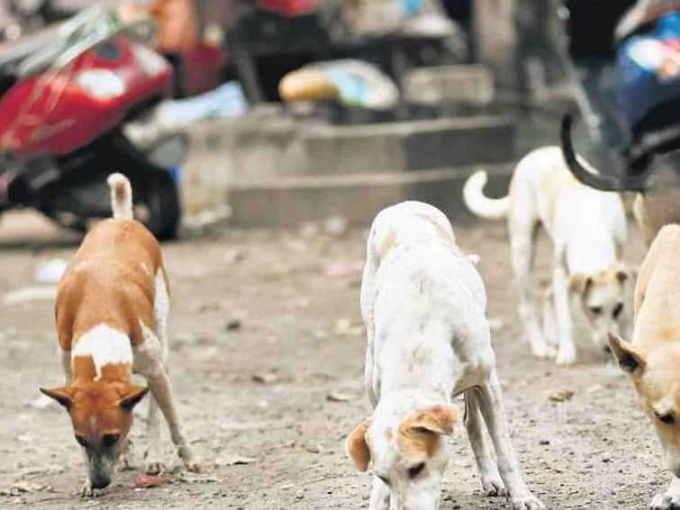Ghaziabad 14 Year Old Dies of Rabies Month After Hiding Dog Bite From Parents Rabies: நாய் கடித்ததை மறைத்த சிறுவன்...45 நாள் போராட்டம்; ரேபிஸ் நோயால் பறிபோன உயிர்!