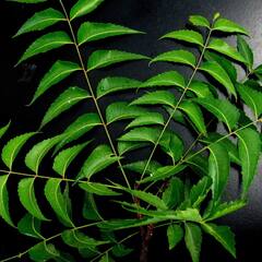 Neem Leaves: ਨਿੰਮ ਦੀਆਂ ਪੱਤੀਆਂ 'ਚ ਭਰਿਆ ਹੋਇਆ ਅਨਮੋਲ ਖਜ਼ਾਨਾ, ਆਹ ਕੰਮ ਕਰੋ ਦੂਰ ਹੋਣਗੇ ਇਹ ਰੋਗ